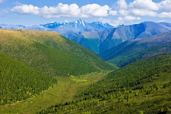 Zelené Altaj horské údolí krajina — Stock fotografie