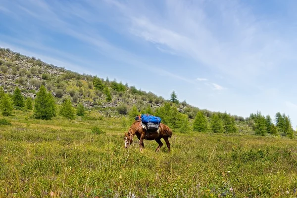 Koń na pastwisku górskim — Zdjęcie stockowe