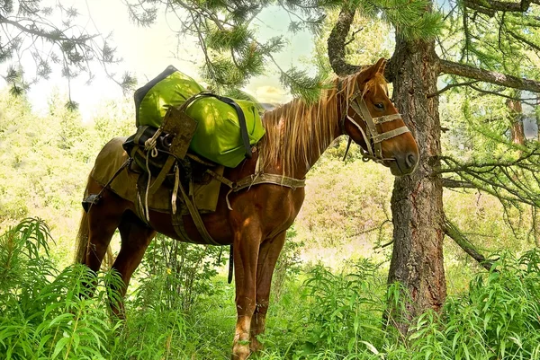 stock image Horse in a forest