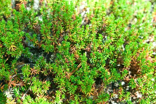 Close-up green moss — Stock Photo, Image