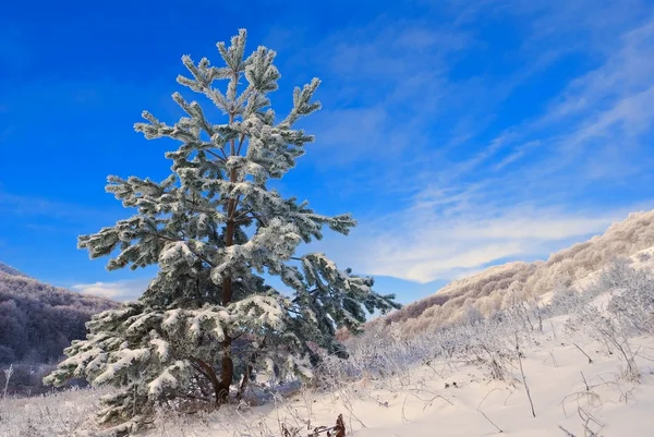 Beautiful fir tree in a snowbound plain — Stock Photo, Image