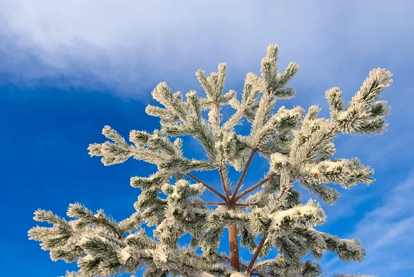 De vertakking van de beslissingsstructuur van Pine op de achtergrondkleur van een blauwe hemel — Stockfoto