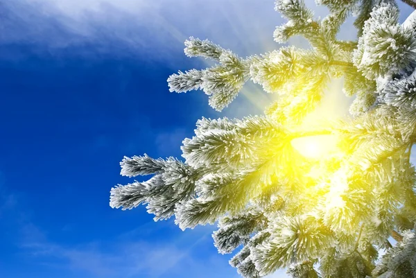 Winter pine tree branch in a rays of sun — Stock Photo, Image