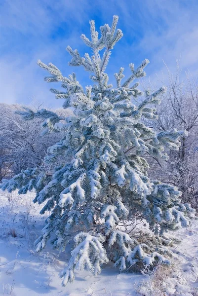 Pine tree in a snow — Stock Photo, Image