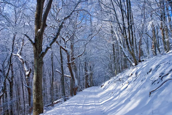 Bosque de invierno en una ladera de montaña — Foto de Stock
