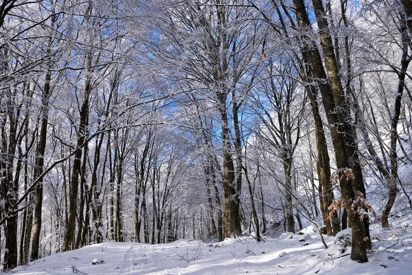 Winter snowbound forest — Zdjęcie stockowe