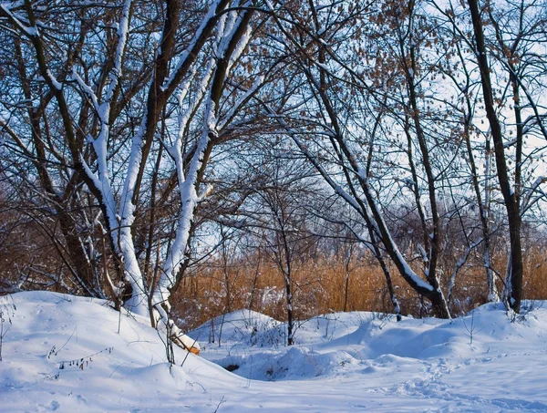 Vintern insnöade skog — Stockfoto