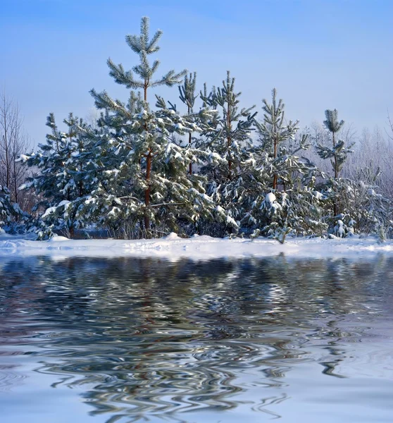 Winter forest reflected in a water — Stock Photo, Image