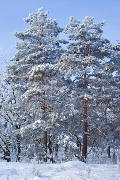 Bela floresta de pinheiros com neve — Fotografia de Stock