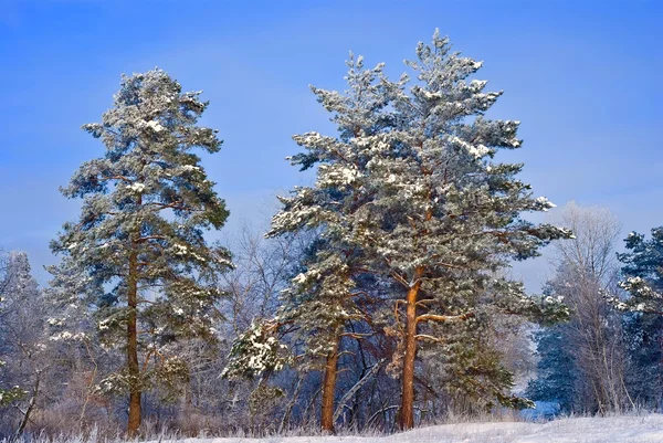 美丽的冬天松树树森林 — 图库照片