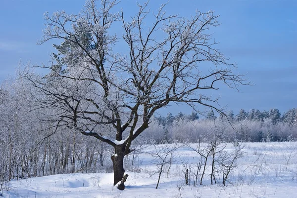 Dub v zimním lese — Stock fotografie