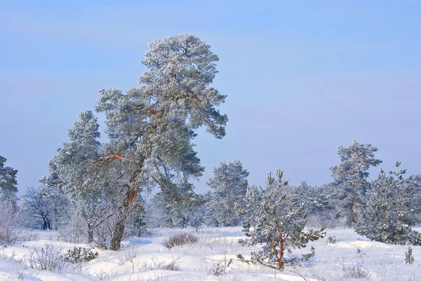 Lugn vinter skog — Stockfoto
