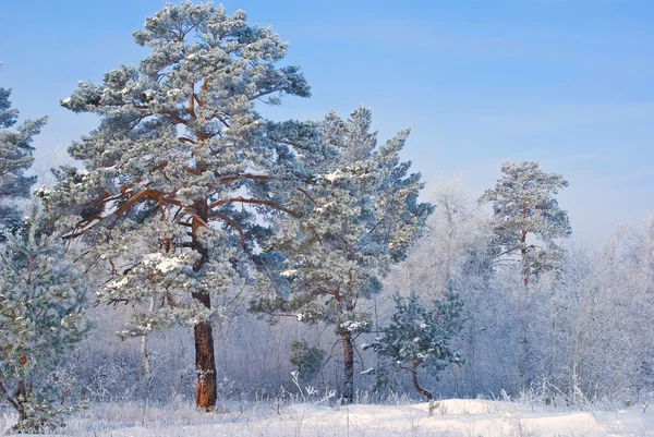 Winter dennenbos — Stockfoto