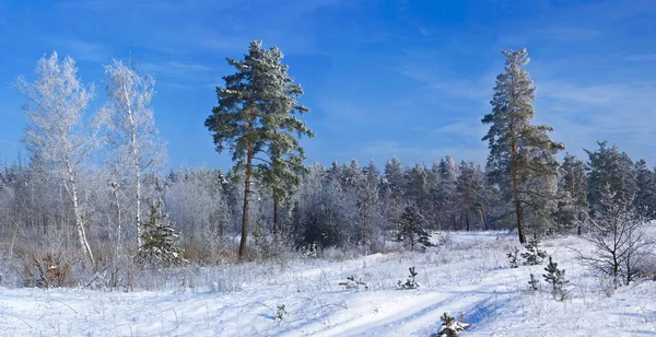 Zimowa panorama lasu — Zdjęcie stockowe