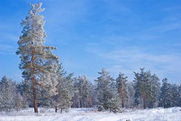 Śniegiem sosnowym lasem — Zdjęcie stockowe