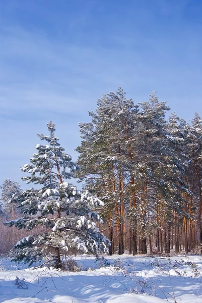 Hermosos pinos en un bosque de invierno — Foto de Stock