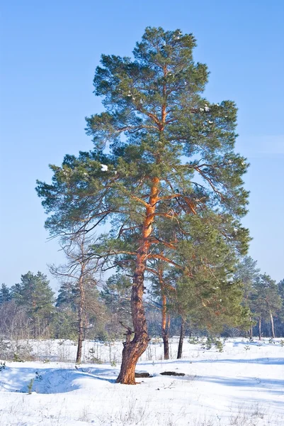 Beautiful pine tree in a forest — Stock Photo, Image