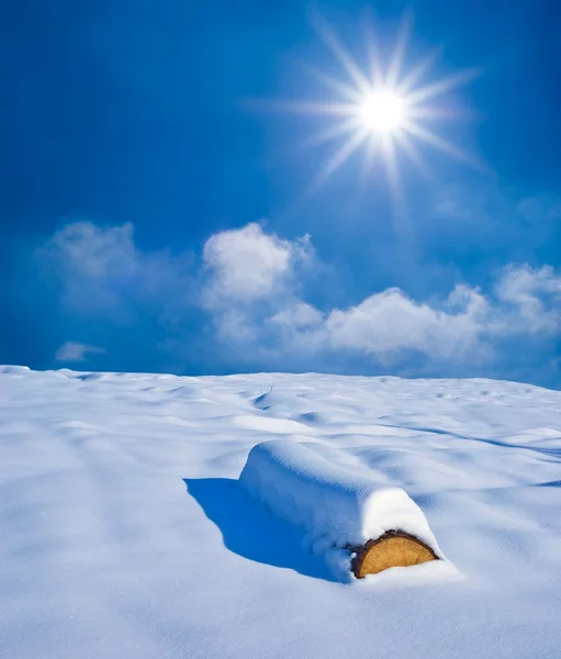 Tronco de pino nevado en una llanura de invierno —  Fotos de Stock
