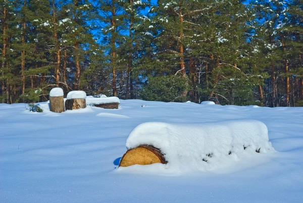 Snowbound pine logs in a wunter forest — Stock Photo, Image