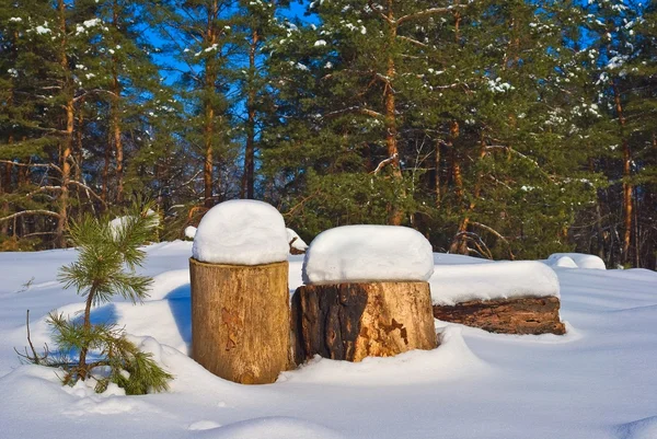 Troncos de pino con nieve en un bosque de wunter —  Fotos de Stock