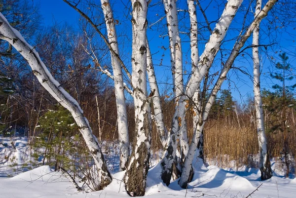 冬季桦木格罗夫 — 图库照片