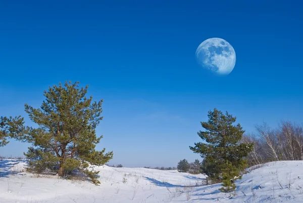 Lua enorme acima de uma floresta de inverno matinal — Fotografia de Stock