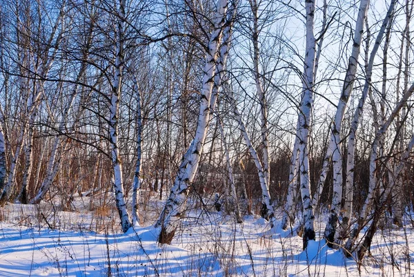 冬季桦木格罗夫 — 图库照片