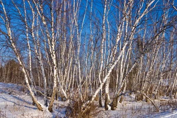 stock image Winter birch grove