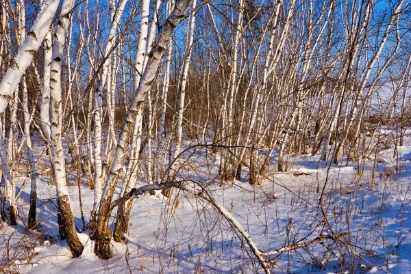 stock image Snowbound birch grove