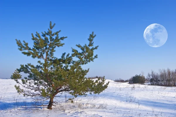Winter snowbound plain pine tree and a full moon — Stock Photo, Image