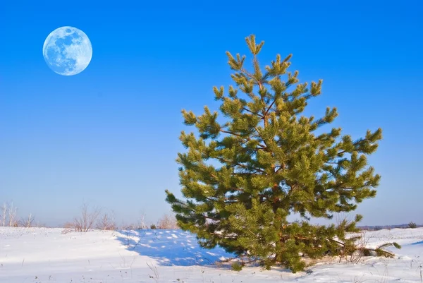 Belo pinheiro em uma estepe de inverno e uma lua cheia — Fotografia de Stock