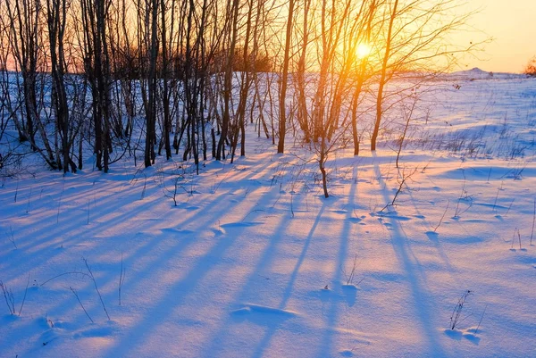 Vintern grove solnedgången — Stockfoto
