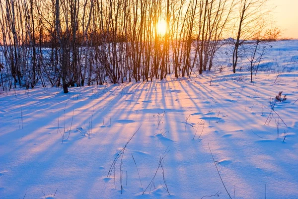 Kis nyírfa liget: a téli naplementét — Stock Fotó