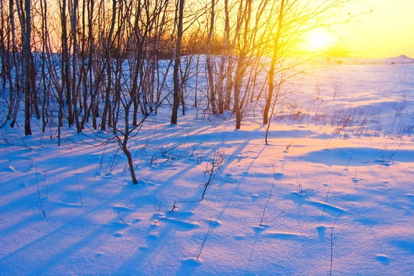 冬の夕方シーン — ストック写真
