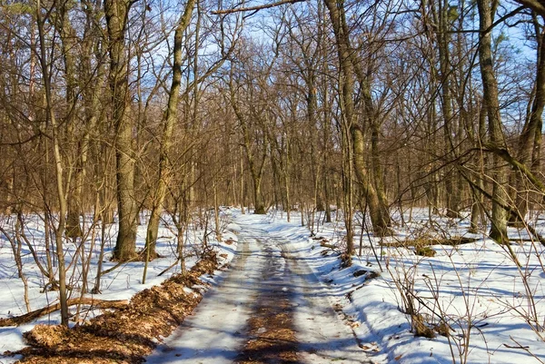 Bosque en la nieve —  Fotos de Stock