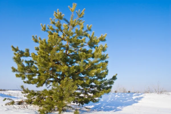 冬平野での素敵な緑豊かな松の木 ストック写真