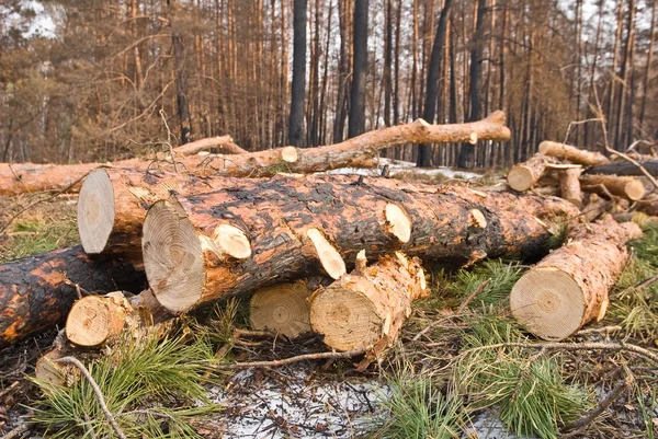 Un mucchio di tronchi in una foresta — Foto Stock