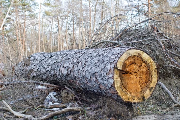 Pine log in een forest — Stockfoto