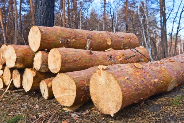 Woodpile in a forest — Stock Photo, Image