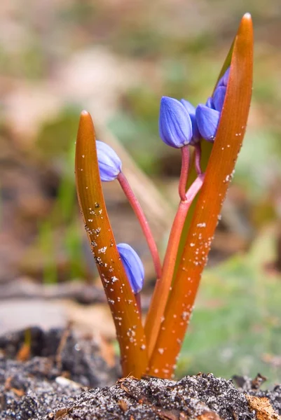 Jonge Blauwe bloem — Stockfoto