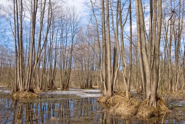 Bosque inundado de primavera —  Fotos de Stock