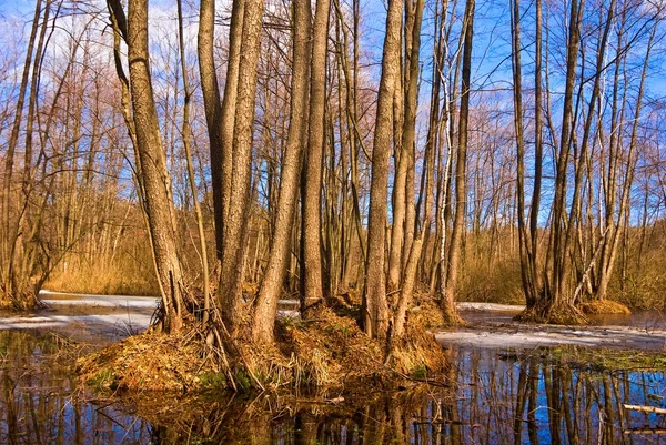 Spring flooded forest — Stock Photo, Image