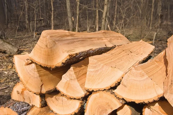 Pile de bois de chauffage dans une forêt — Photo