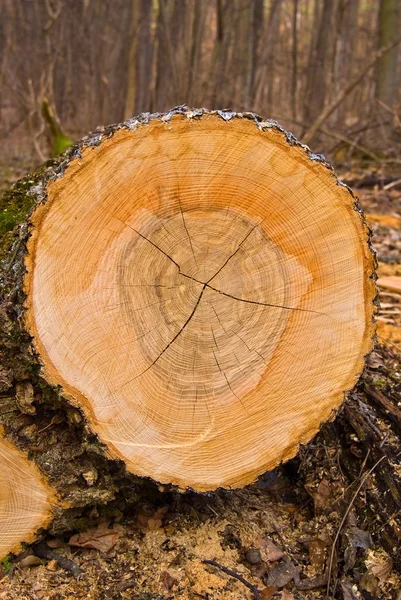 Pico de troncos em uma floresta — Fotografia de Stock