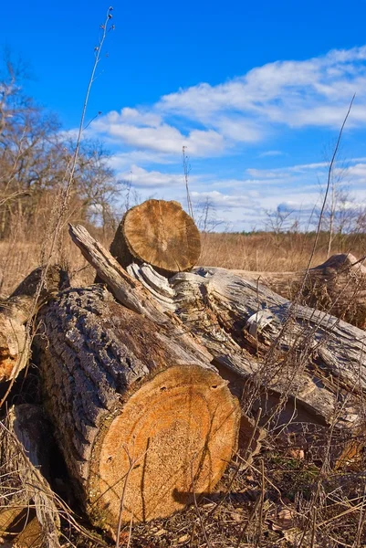Holzhaufen auf einer Waldlichtung — Stockfoto