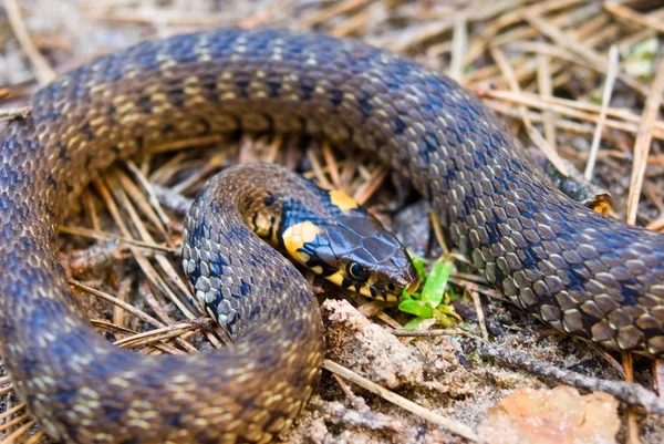 Closeup snake — Stock Photo, Image