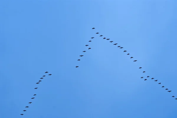 Aves volando a casa —  Fotos de Stock