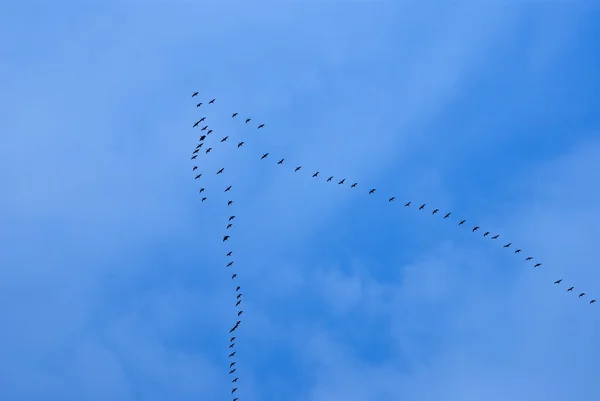 stock image Wedge of duck