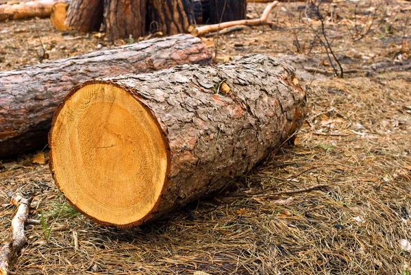 bir ormandaki çam günlüğü