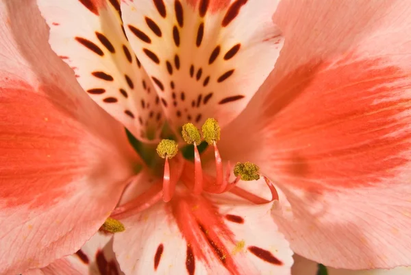 stock image Beautiful closeup flower